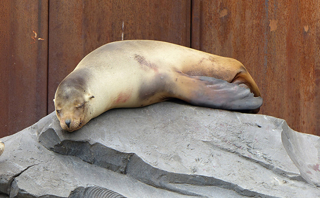 seal sheet pile wall.jpg